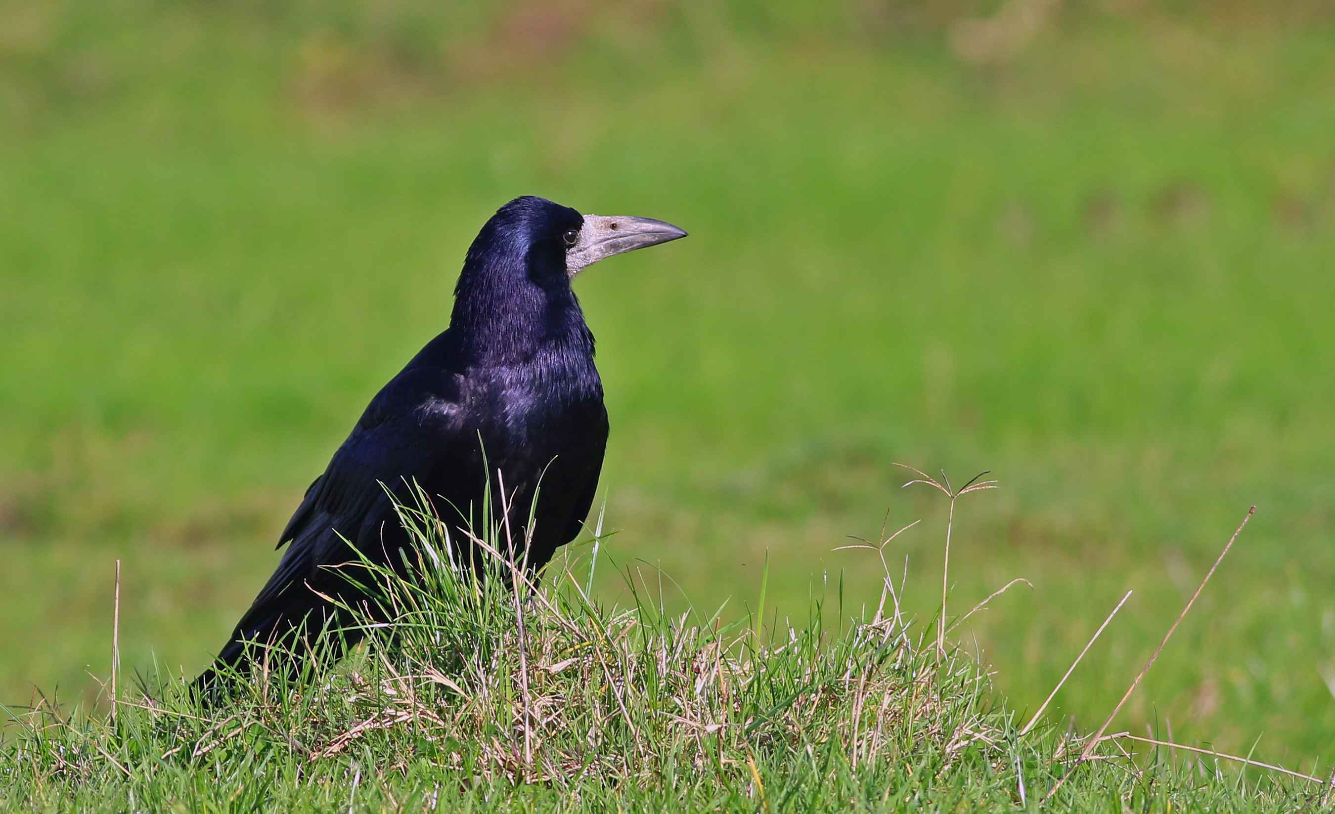 Rook